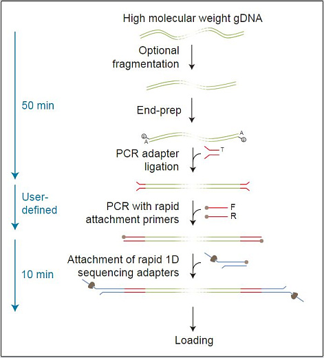 Набор для секвенирования ДНК со стадией ПЦР, PCR Seqiencing Kit, Oxford Nanopore Technologies Фото 1